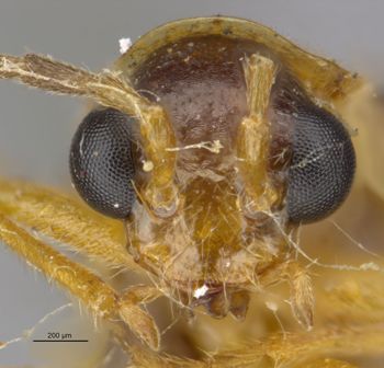 Media type: image;   Entomology 3398 Aspect: head frontal view